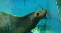 Rare Surgery Saves Sri Lanka's Only Sea Lion